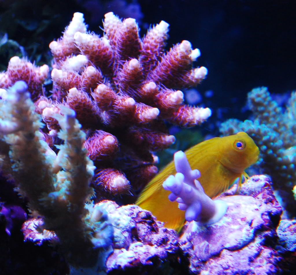 Golden Sailfin Blenny reef compatability - Reef Central Online Community