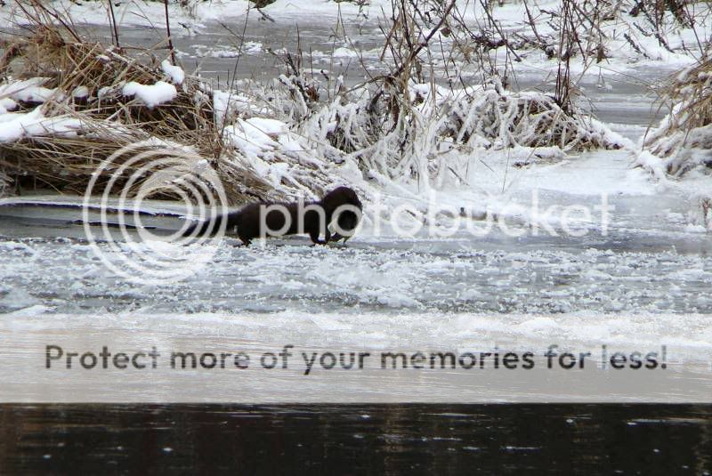 Saranac River Mink - Adirondack Forum