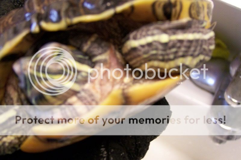 Redearslider.com :: View topic - my turtle is wounded... (pic might be ...