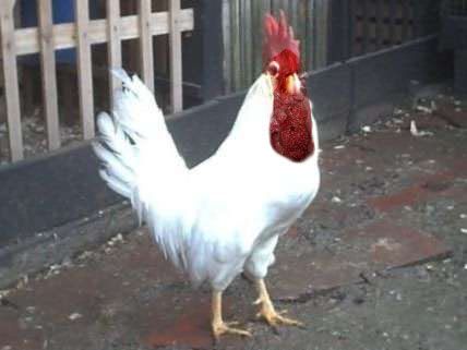 gallo_leghorn_blanco.jpg